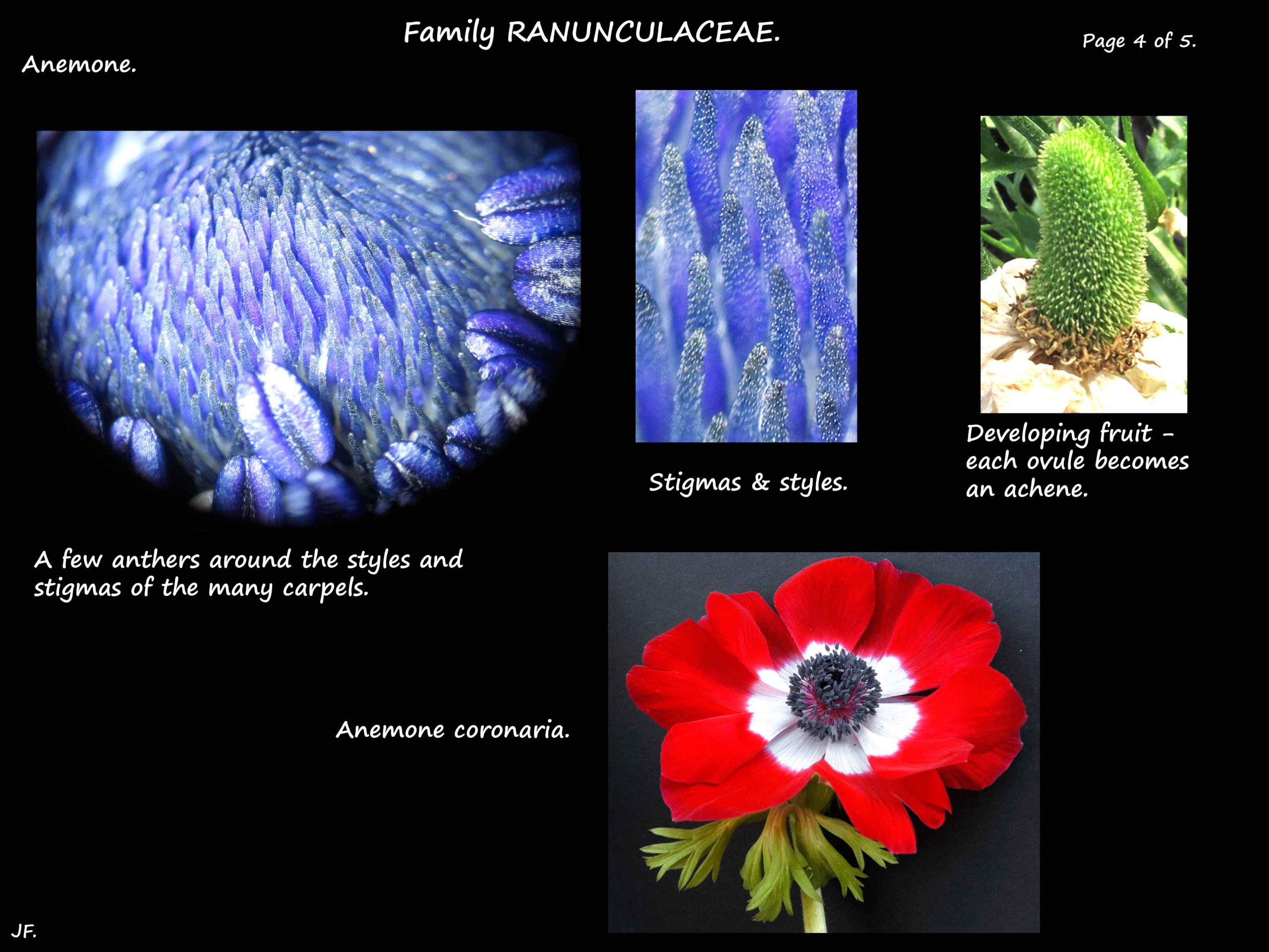 4 Anemone coronaria anthers & stigmas
